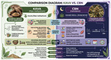 Kava vs. CBN: How Do They Measure Up Against One Another?