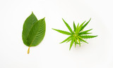 Kratom vs. CBC: How Do They Measure Up Against One Another?