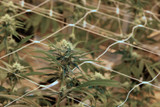 Taking a DIY Flower Approach: How to Grow THCA Flower