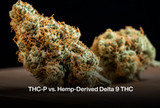 2023 Cannabinoid Matchup THC-P vs. Hemp-Derived Delta 9 THC
