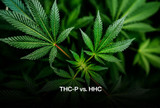 2023 Cannabinoid Matchup: THC-P vs. HHC