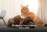 The Growing Trend of CBD for Pets in 2023