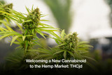 ​Welcoming a New Cannabinoid to the Hemp Market: THCjd