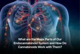 What are the Major Parts of Our Endocannabinoid System and How Do Cannabinoids Work with Them?
