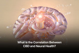 What is the Correlation Between CBD and Neural Health?