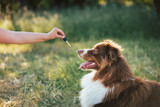 What Should Pet Owners Know About CBG for Pets?