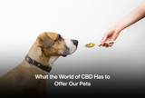 What the World of CBD Has to Offer Our Pets