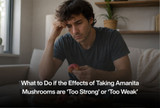 What to Do if the Effects of Taking Amanita Mushrooms are ‘Too Strong’ or ‘Too Weak’