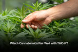 Which Cannabinoids Pair Well with THC-P?