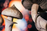 Why are Mushrooms a Potential Alternative to THC?