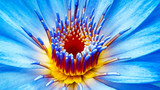 Why is Blue Lotus an Alternative to THC?