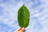 Why is Kratom a Potential Alternative to THC?