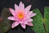 Why is Pink Lotus an Alternative to THC?