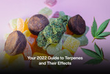 Your 2022 Guide to Terpenes and Their Effects