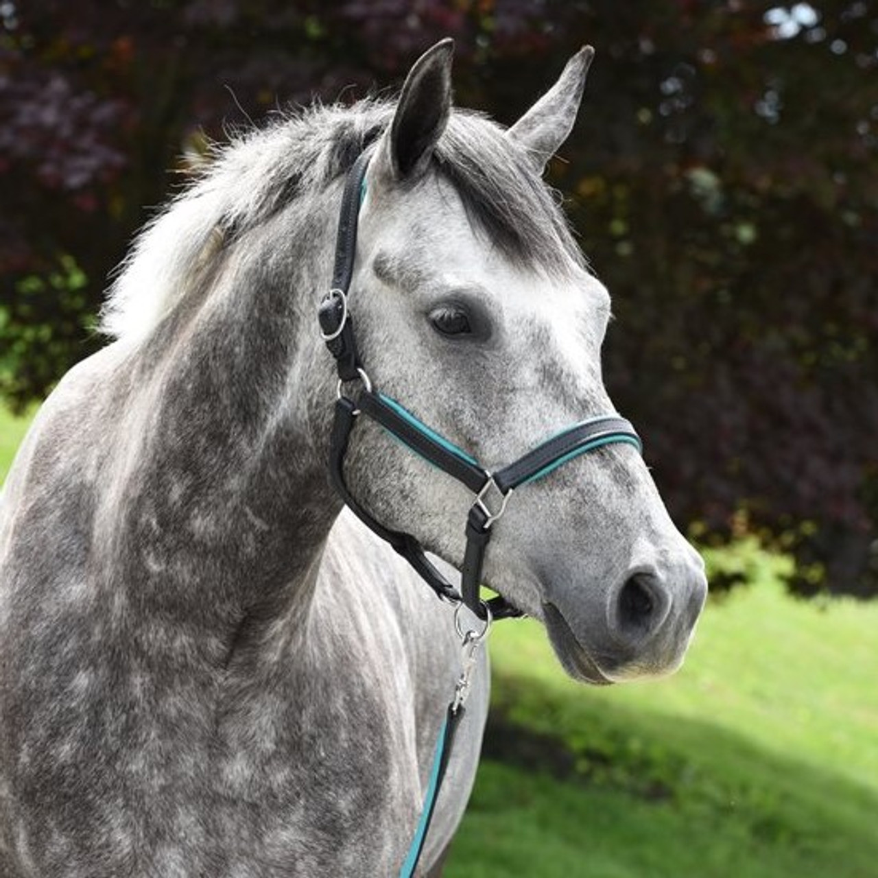 Perri's Padded Leather Halter