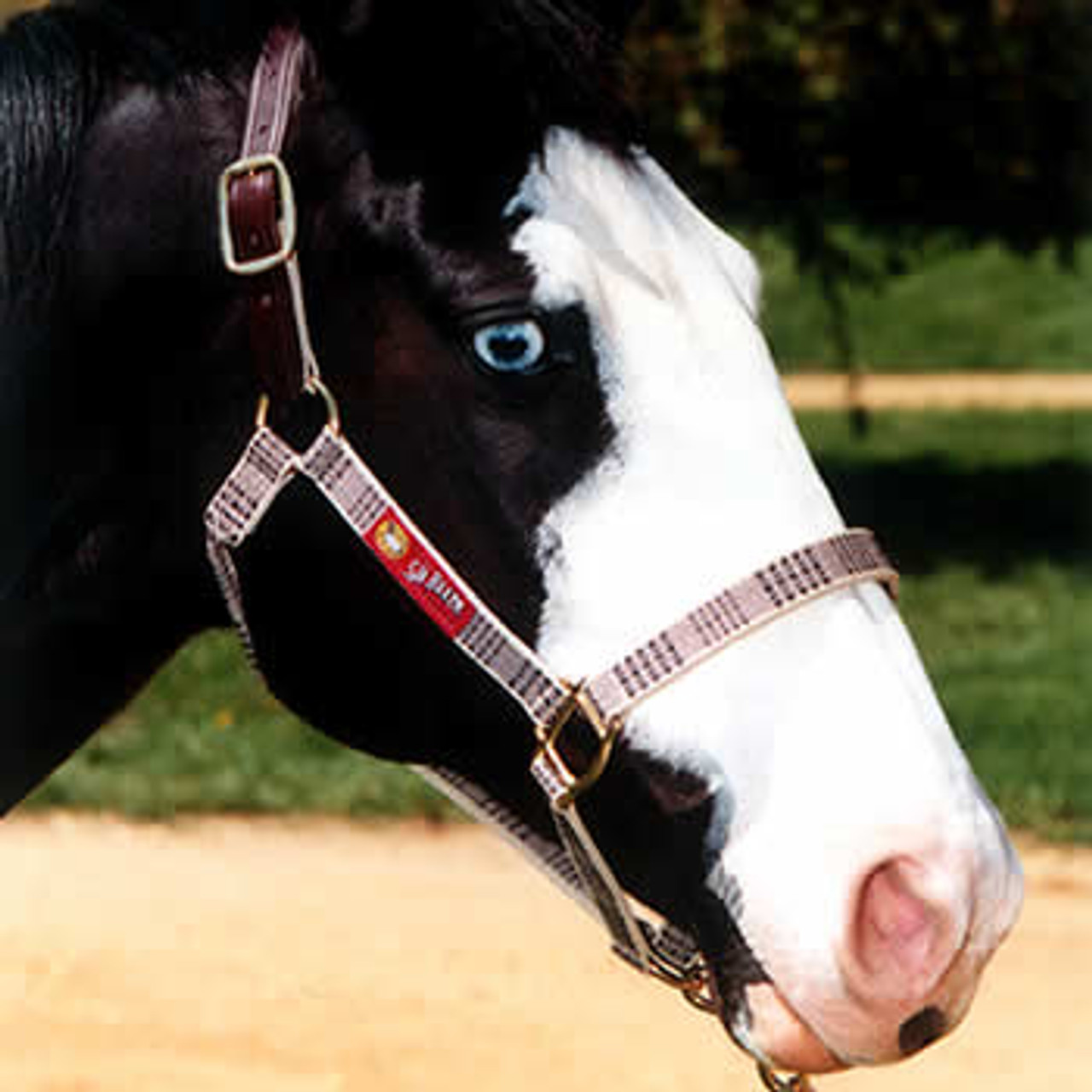 Tory Cob Size Leather Halter