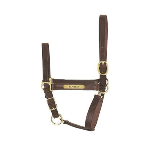 Perri's® Padded Leather Nameplate Dog Collar