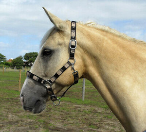 Windsor Equestrian Neoprene Lined Check Headcollar Black/Nude Windsor Equestrian Neoprene Lined Check Headcollar Black/Nude