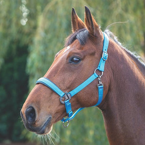 Shires Padded Headcollar Blue Shires Padded Headcollar Blue