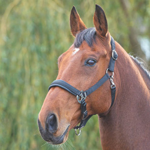 Shires Padded Headcollar Black Shires Padded Headcollar Black