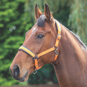 Shires Padded Headcollar Orange