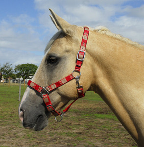 Windsor Equestrian Neoprene Lined Check Headcollar Red/Nude Windsor Equestrian Neoprene Lined Check Headcollar Red/Nude