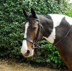Windsor Leather Hunter Bridle With Wide Caversson Noseband Black