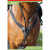 John Whitaker Eastwood Elasticated Breastplate 