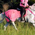 Equisaftey Winter Wraparound High-viz Fluorescent Rug Pink Equisaftey Winter Wraparound High-viz Fluorescent Rug Pink