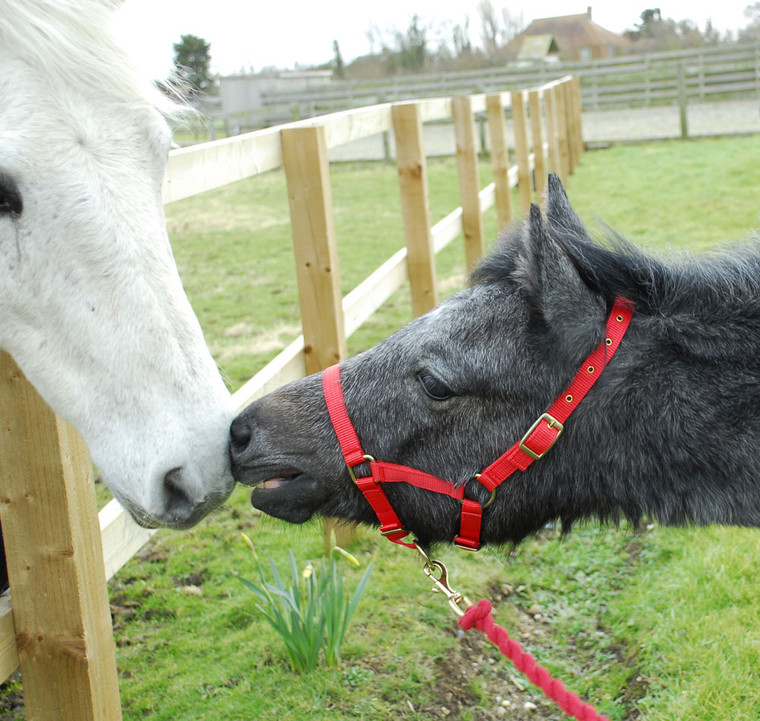 Rhinegold Foal Headcollar Red