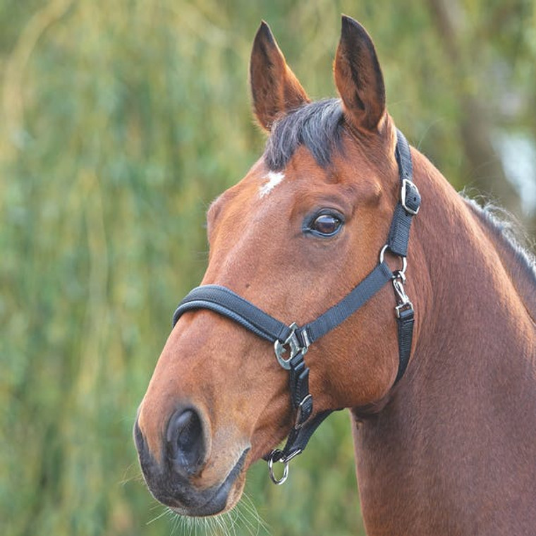 Shires Padded Headcollar Black