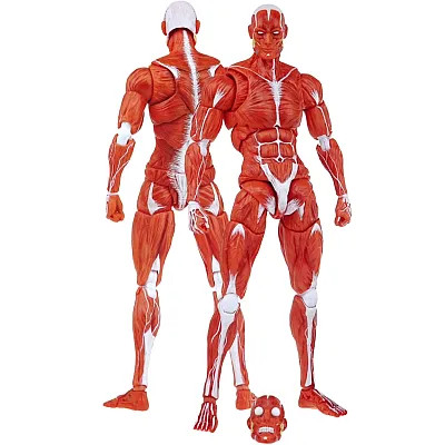 趣味 Muscle&FlTNESS KEEPGOING Studio Human Muscle Model