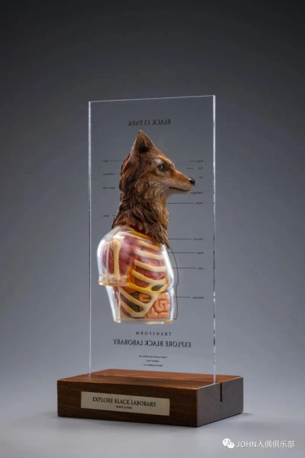 Black 13 Park (B13) Black Laborary Series - Wolf 1/6 Scale Dissected Quarter Bust www.HobbyGalaxy.com