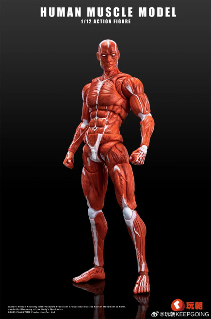 KEEPGOING Studio Human Muscle Model 1/12 Scale Action Figure www.HobbyGalaxy.com