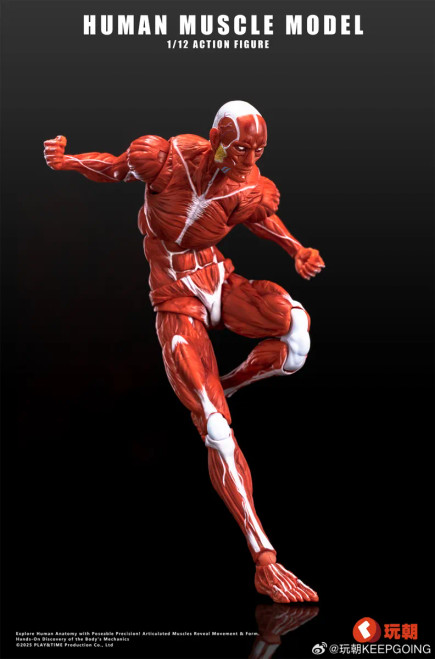 KEEPGOING Studio Human Muscle Model 1/12 Scale Action Figure www.HobbyGalaxy.com