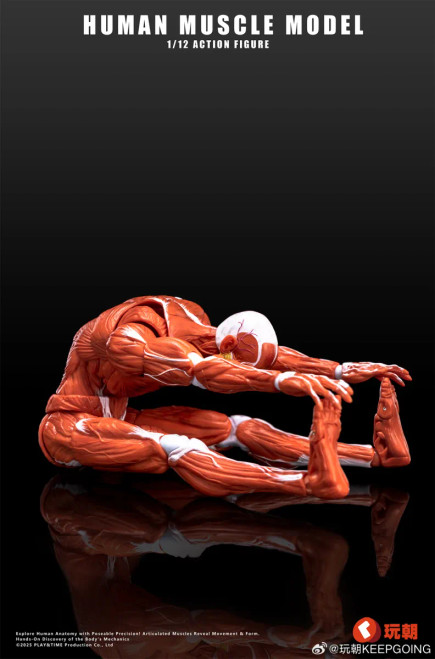 KEEPGOING Studio Human Muscle Model 1/12 Scale Action Figure www.HobbyGalaxy.com