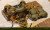 Black 13 Park (B13) Black Laborary Series - Heavy Armored Strike Force - Gorilla 1/6 Scale Action Figure Set www.HobbyGalaxy.com