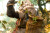 Maestro Union FuRay Planet - Panda Brothers - Yin & Yang 1/12 Scale Action Figure Combo Set www.HobbyGalaxy.com