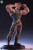 Premium Collectibles Studio Street Fighter 6 - Guile 1/4 Scale Statue Deluxe Edition www.HobbyGalaxy.com