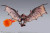 Bandai Spirits S.H.MonsterArts "Monster Hunter Series" Rathalos Action Figure 20th Anniversary Edition www.HobbyGalaxy.com