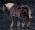 Pre-order the Max Factory Elden Ring figma Torrent (the Spectral Steed) action figure at HobbyGalaxy.com. Articulated steed mount with optional lance.