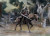 Pre-order the Max Factory Elden Ring figma Torrent (the Spectral Steed) action figure at HobbyGalaxy.com. Articulated steed mount with optional lance.