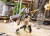 Pre-order the Max Factory figma Bunny Suit Planning Silva Barrelline action figure at HobbyGalaxy.com. Secure this fully articulated, bikini armor-clad warrior today!