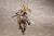 Pre-order the Kotobukiya ARCANADEA Elena plastic model kit reissue today! Secure this gorgeous centaur-type Dears warrior at HobbyGalaxy.com.