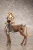 Pre-order the Kotobukiya ARCANADEA Elena plastic model kit reissue today! Secure this gorgeous centaur-type Dears warrior at HobbyGalaxy.com.