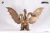 Pre-order the ACRO Godzilla VS | Remix Series: King Ghidorah (1968) Vinyl Collectible Figure at HobbyGalaxy.com. Highly detailed Japanese Kaiju statue for true collectors.