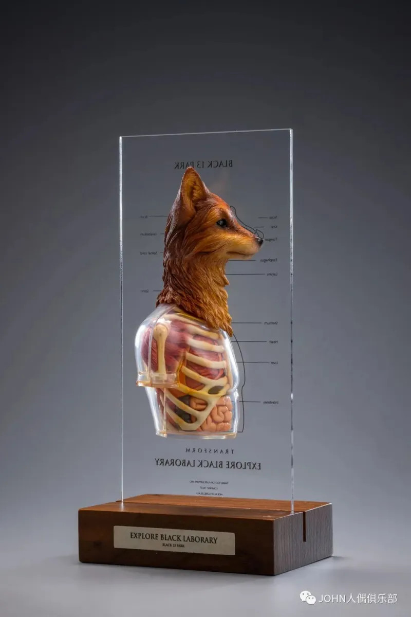 Black 13 Park B13 Fox 1/6 Scale Dissected Quarter Bust