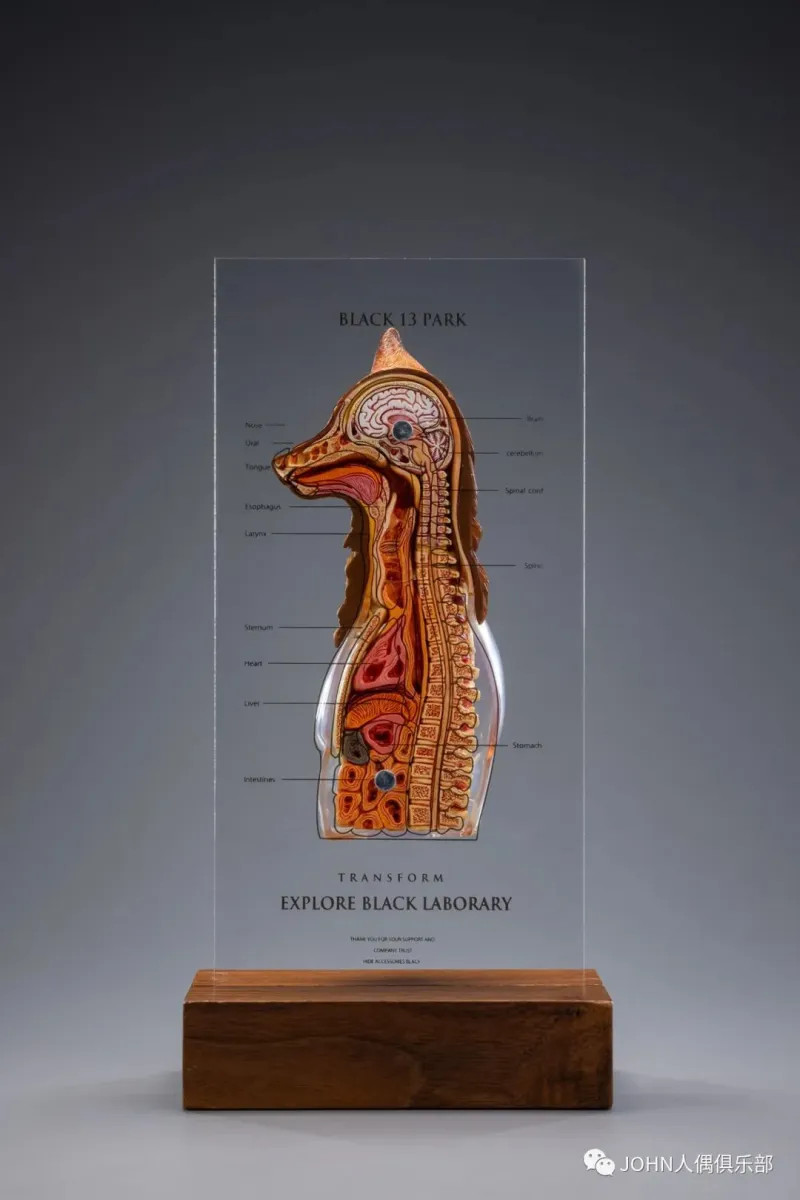 Black 13 Park B13 Fox 1/6 Scale Dissected Quarter Bust