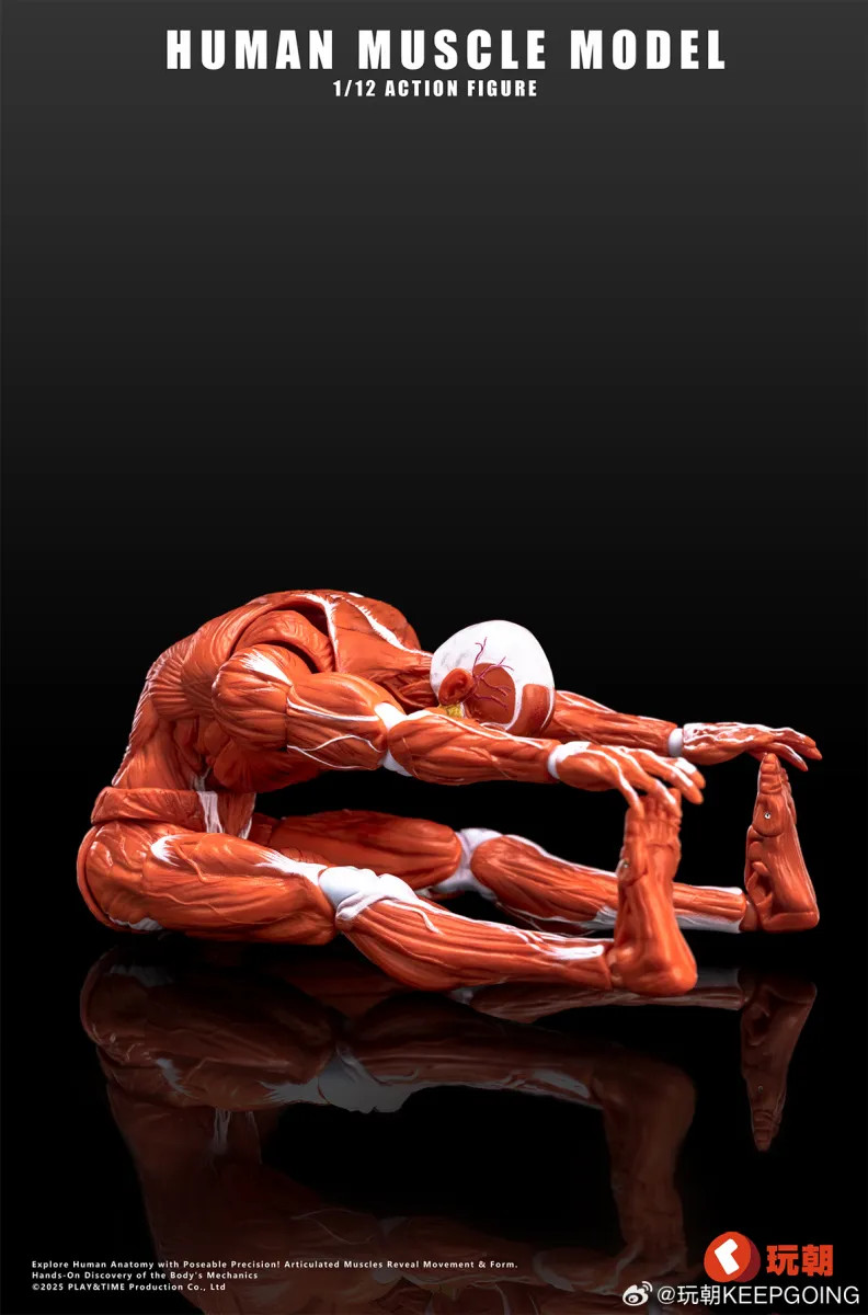 趣味 Muscle&FlTNESS KEEPGOING Studio Human Muscle Model