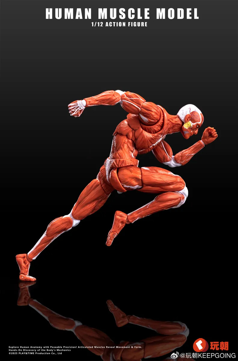 趣味 Muscle&FlTNESS KEEPGOING Studio Human Muscle Model